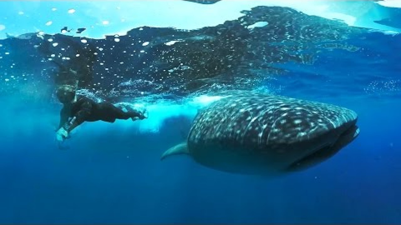 Whale Sharks: Giants of the Deep